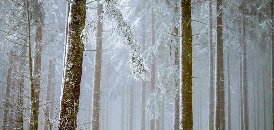 Bäume auf denen Schnee liegt